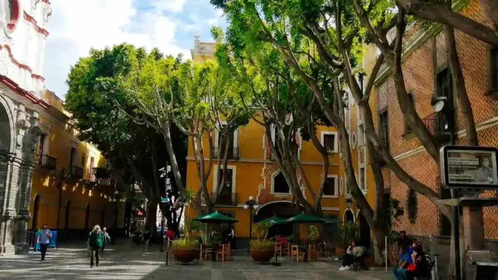 Árboles de la Plaza de la Democracia sobrevivieron; ya están retoñando.