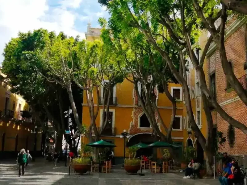 Árboles de la Plaza de la Democracia sobrevivieron; ya están retoñando.