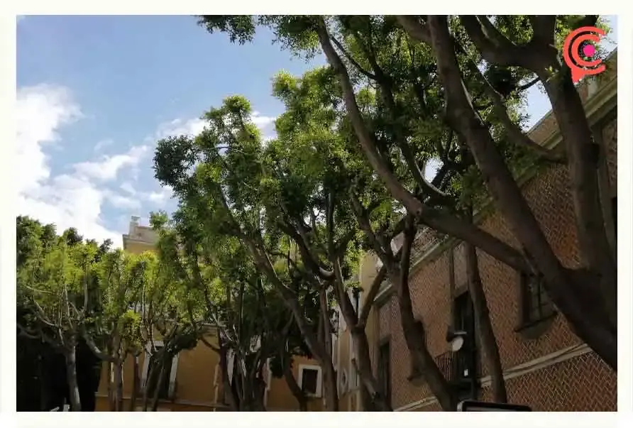 Árboles de la Plaza de la Democracia sobrevivieron; ya están retoñando.