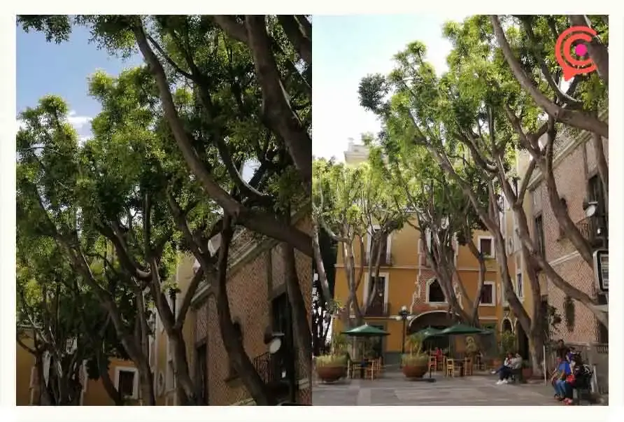Árboles de la Plaza de la Democracia sobrevivieron; ya están retoñando.