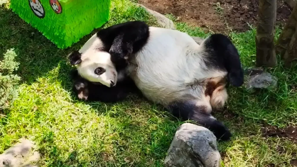 La panda Xin Xin celebra su cumpleaños 33 en el zoológico de Chapultepec