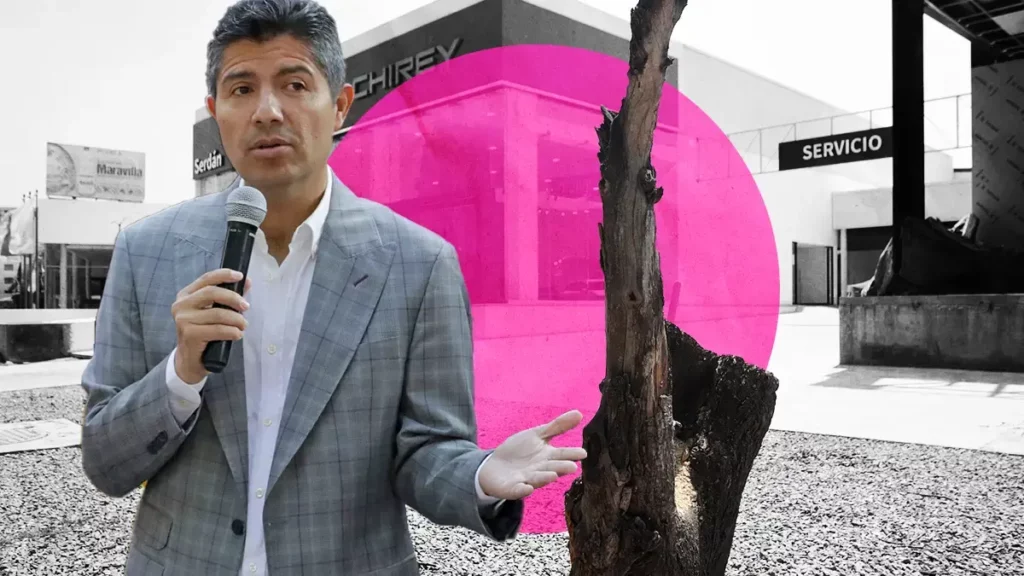 Funcionarios del Ayuntamiento de Puebla ya fueron removidos por tala de árboles.