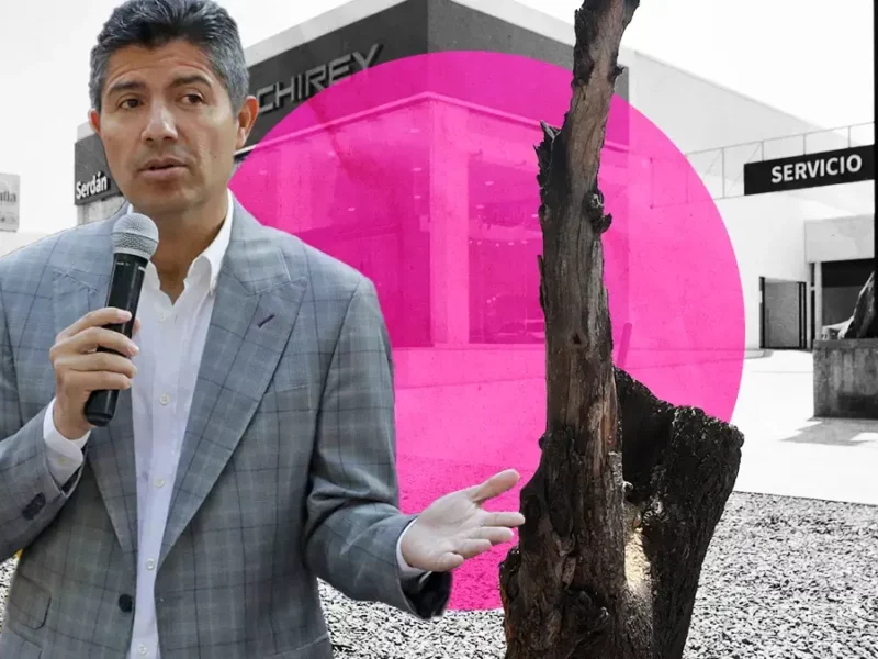 Funcionarios del Ayuntamiento de Puebla ya fueron removidos por tala de árboles.