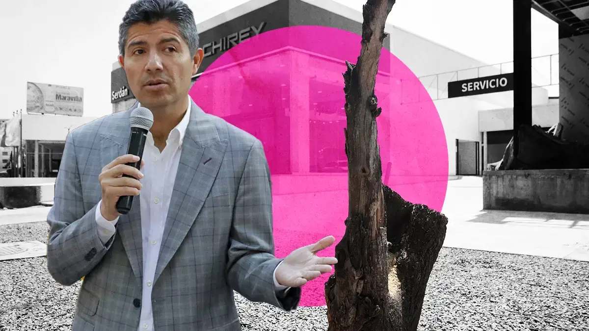 Funcionarios del Ayuntamiento de Puebla ya fueron removidos por tala de árboles.