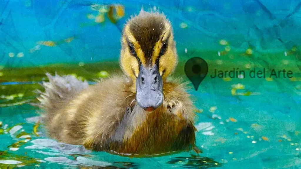 Patitos del Parque del Arte te necesitan; requieren de alimento