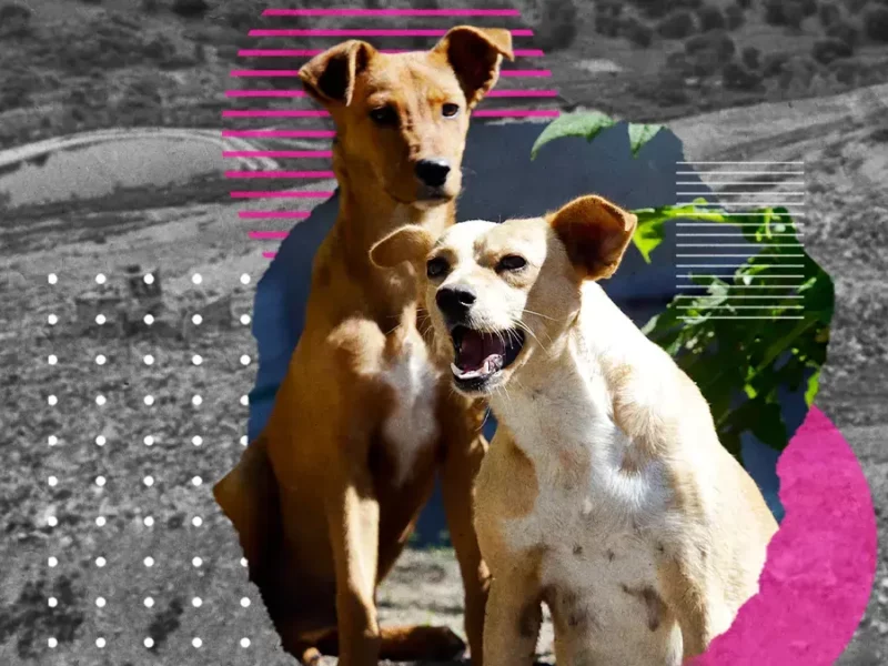 Rescatarán a un centenar de perritos que viven en el relleno sanitario de Puebla