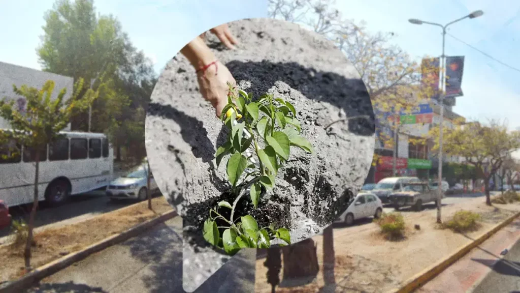 Plantarán 10 mil árboles lo que resta del año en estas zonas de Puebla
