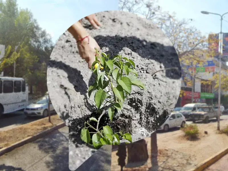 Plantarán 10 mil árboles lo que resta del año en estas zonas de Puebla