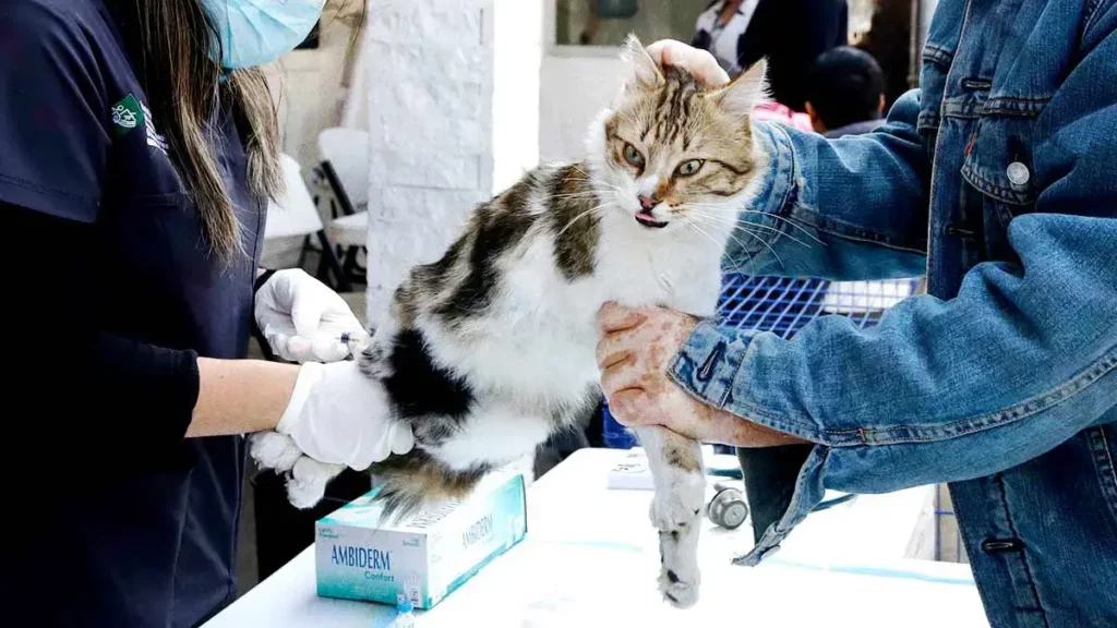 UPAEP tendrá campaña de vacunación para gatos sin costo, te contamos dónde y cuándo.
