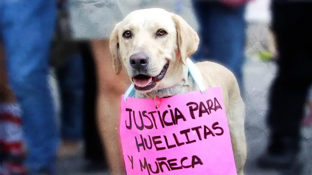 Alistan marcha en Atlixco por víctimas de maltrato animal