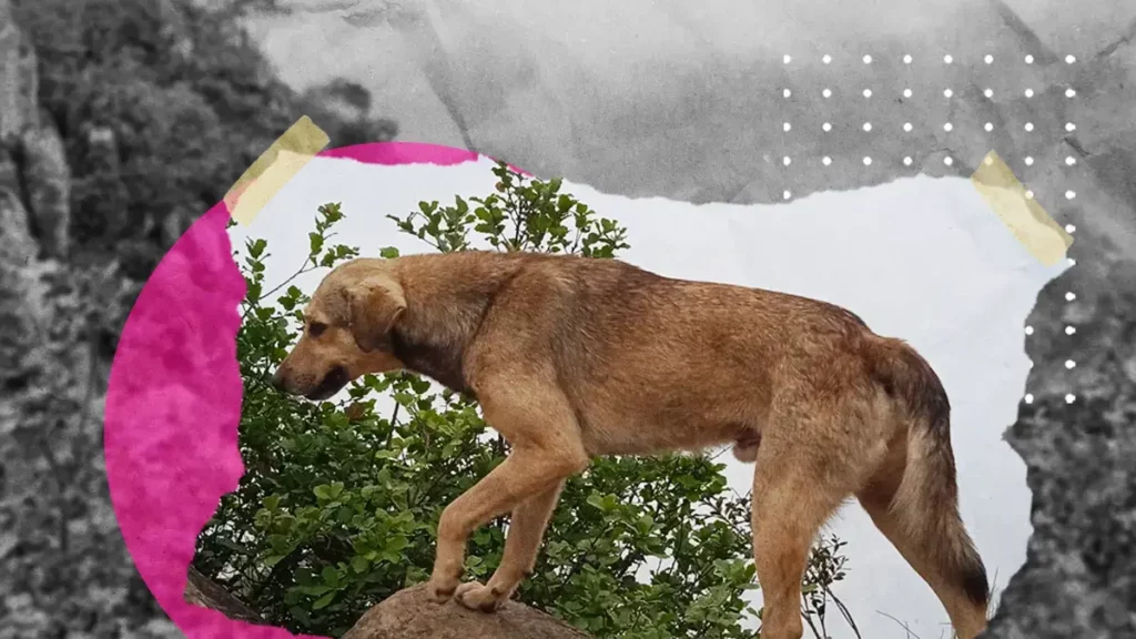 Animalistas de Huauchinango piden apoyo para rescatar a perritos en el cerro de Zempoaltepet