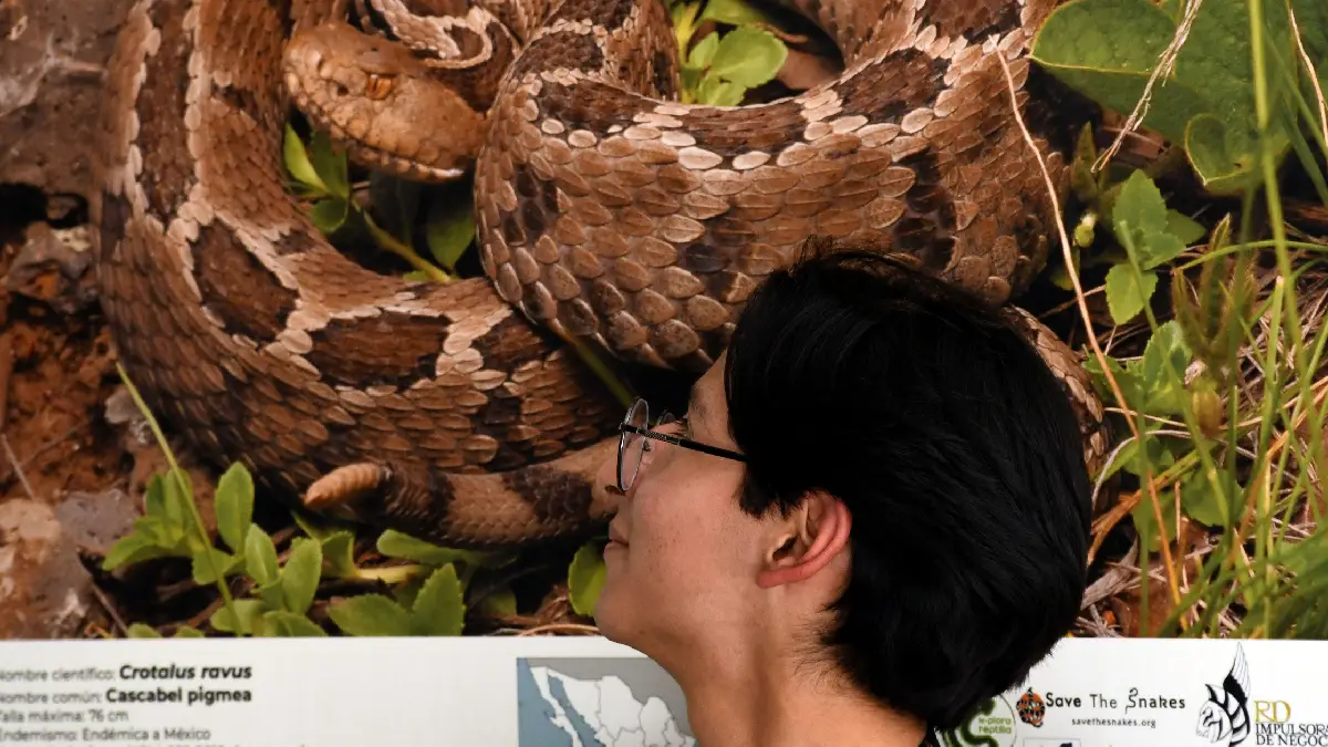 Se inaugura la exposición fotográfica “Serpientes mexicanas: las víboras”