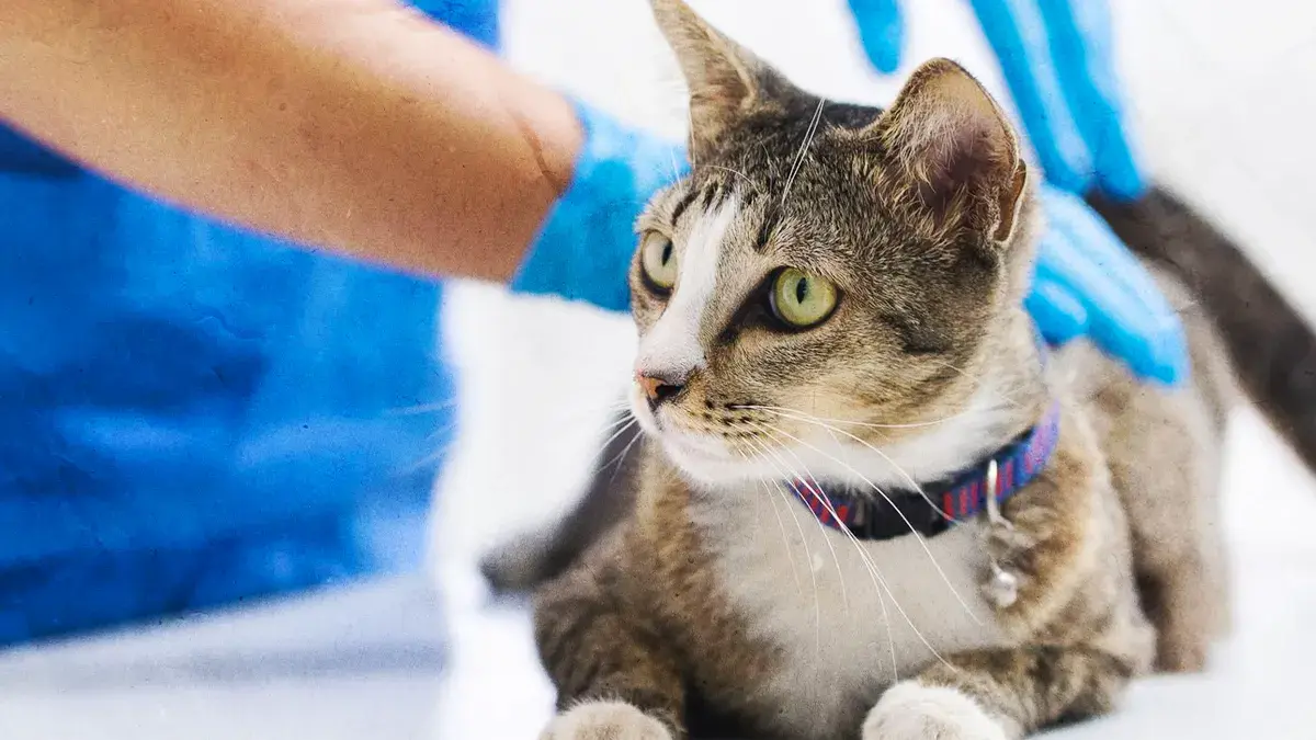 OMS reporta contagios y muertes de gripe aviar en gatos