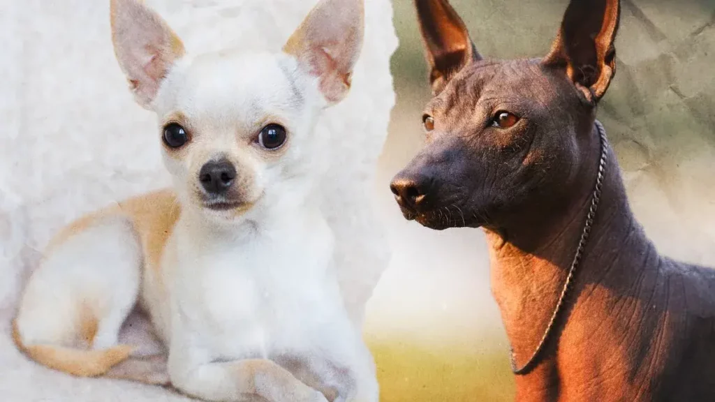 Día Mundial del Perro: las tres razas originarias de México
