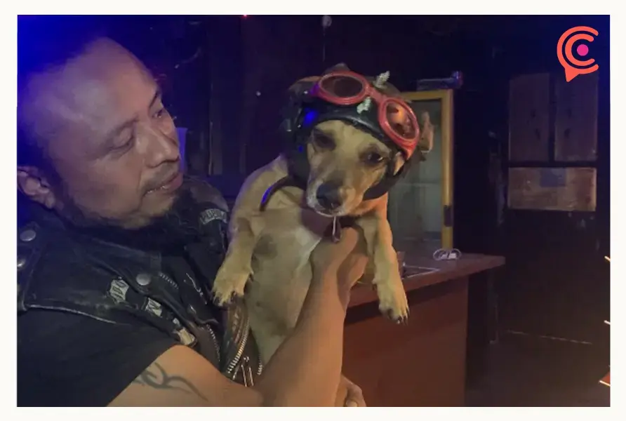 ¡Guau! Poblano elabora sillas de ruedas para perros discapacitados
