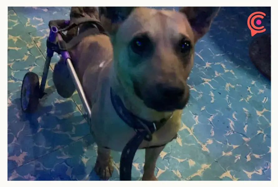 ¡Guau! Poblano elabora sillas de ruedas para perros discapacitados
