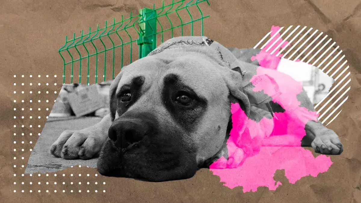 Nada que celebrar: estos son los casos recientes de maltrato a perros en Puebla