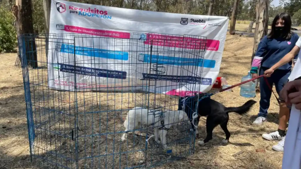 En Puebla capital se pueden denunciar los actos de maltrato animal