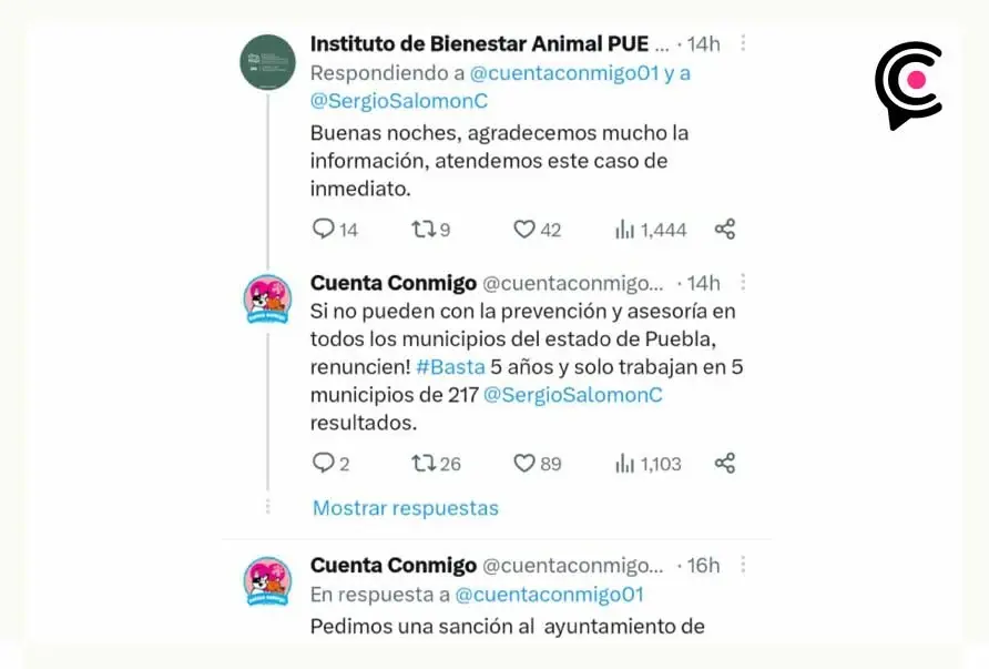 Cerdito sufre maltrato animal en Puebla y le fracturan sus patas

