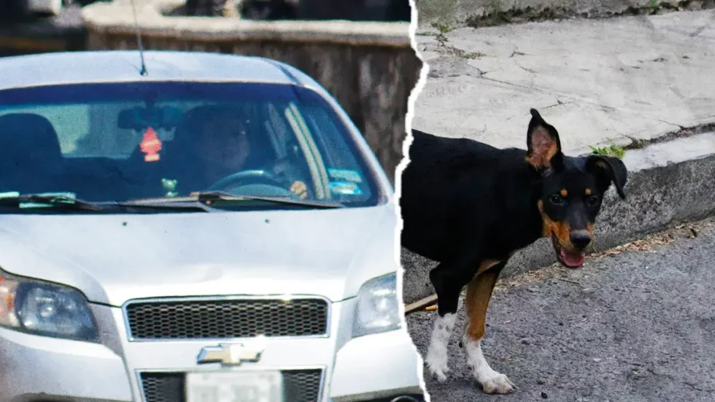 Conductor atropella a tres lomitos en Cuautlancingo; uno pierde la vida