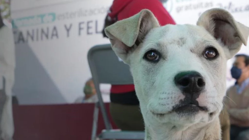 El Centro Municipal de Adopción y Bienestar Animal de Atlixco buscan hogar a perritos y gatitos rescatados.