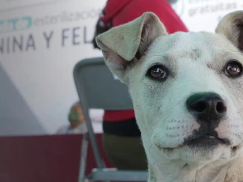 El Centro Municipal de Adopción y Bienestar Animal de Atlixco buscan hogar a perritos y gatitos rescatados.