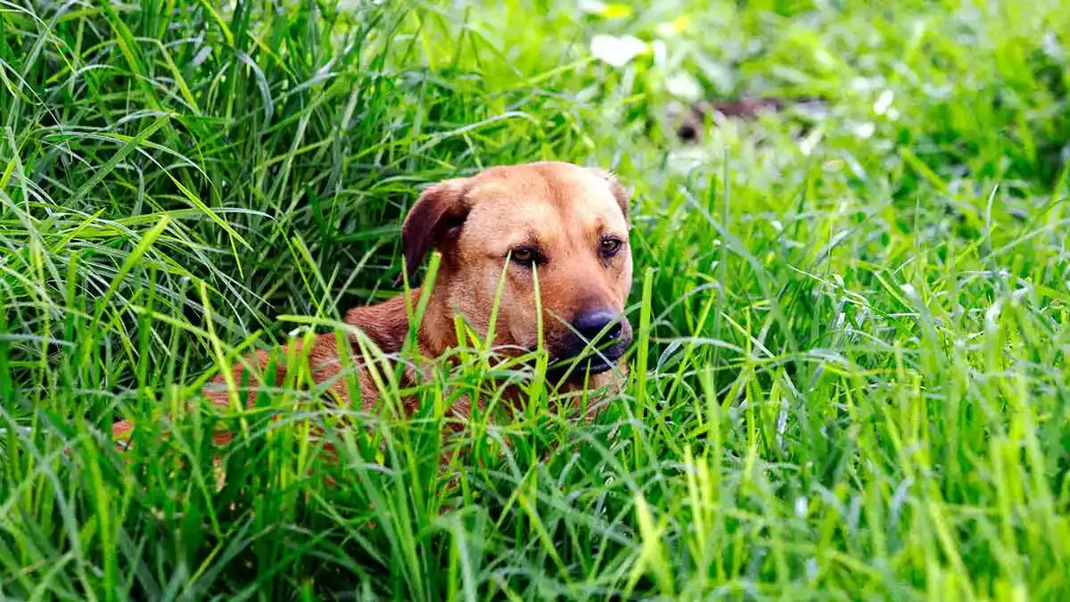 De 20 denuncias por maltrato animal en Puebla, sólo tres han sido sancionadas.