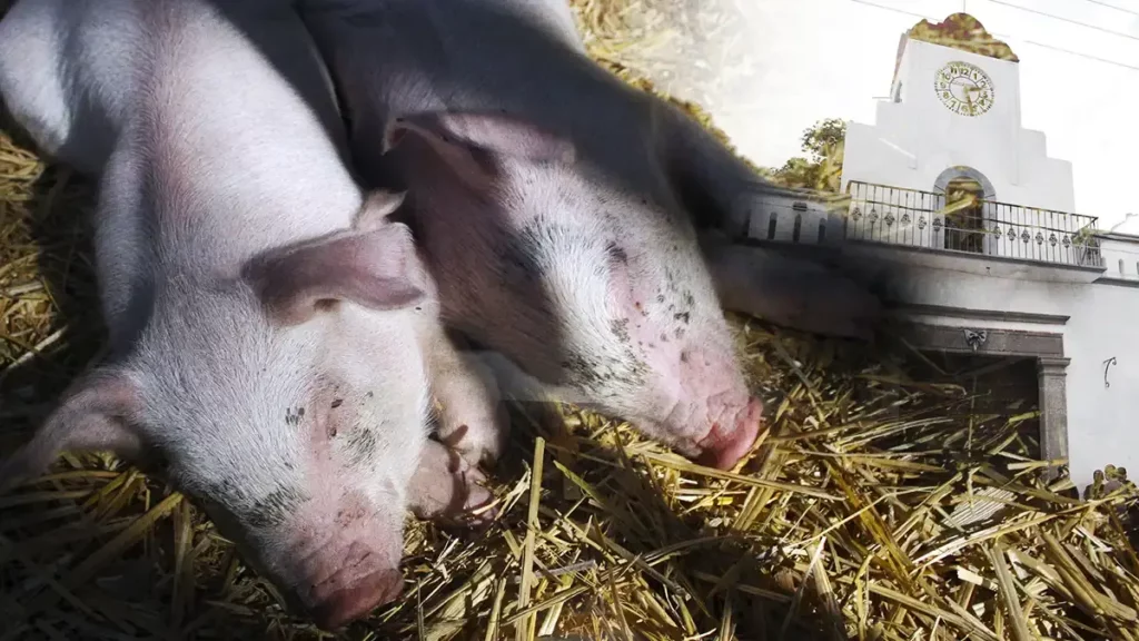 Ayuntamiento de Tecali de Herrera se deslinda del caso de maltrato animal a cerditos 