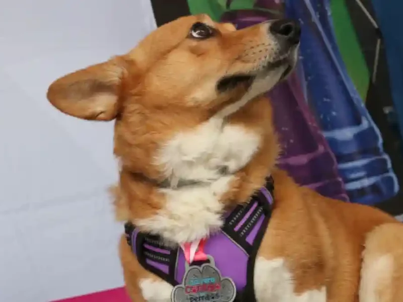 Lista playera y medalla de carrera "Contigo y tus perritos"
