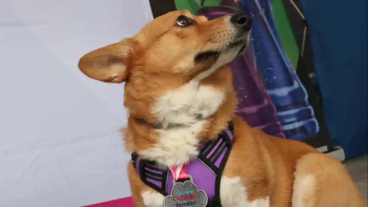 Lista playera y medalla de carrera "Contigo y tus perritos"