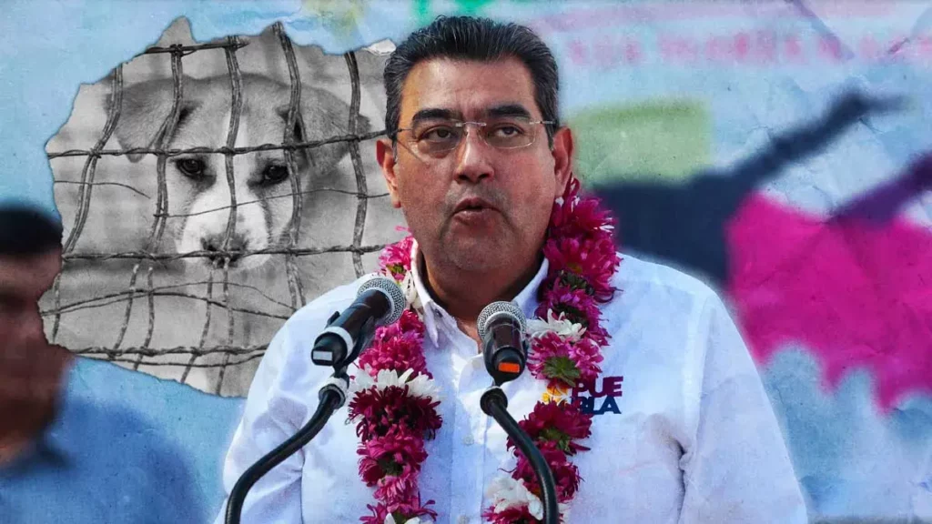 Sergio Salomón Céspedes pide mano dura contra el maltrato animal en Puebla
