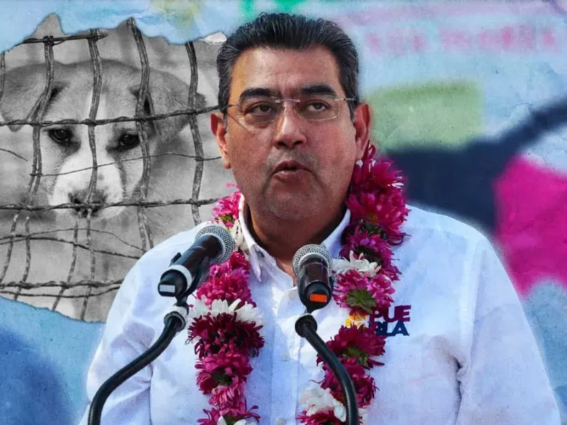 Sergio Salomón Céspedes pide mano dura contra el maltrato animal en Puebla