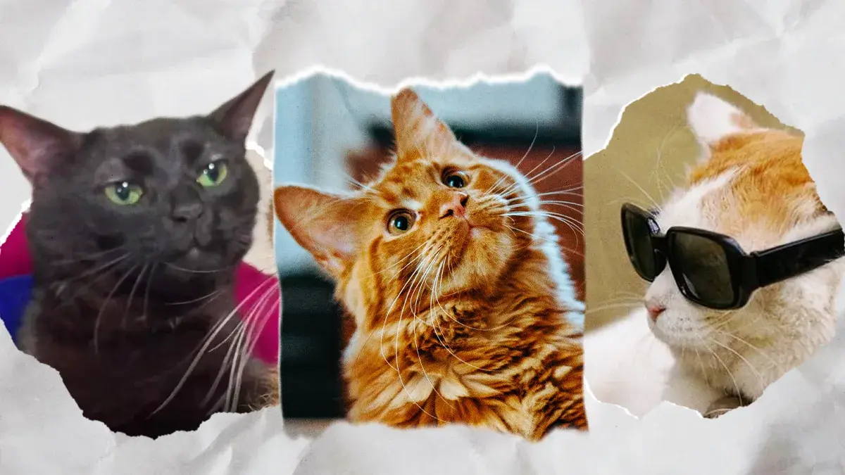 Día Internacional del Gato: Estos son los beneficios de tener uno en casa
