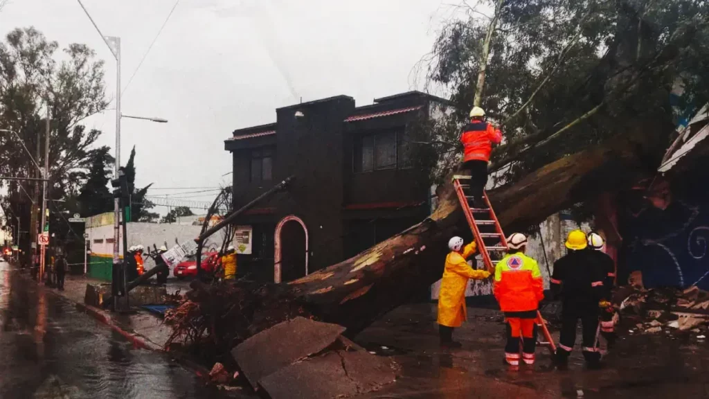 Árboles y postes de luz caídos: afectaciones de las lluvias del 12 de agosto