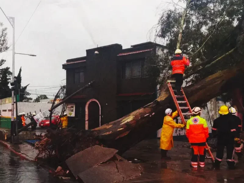 Árboles y postes de luz caídos: afectaciones de las lluvias del 12 de agosto