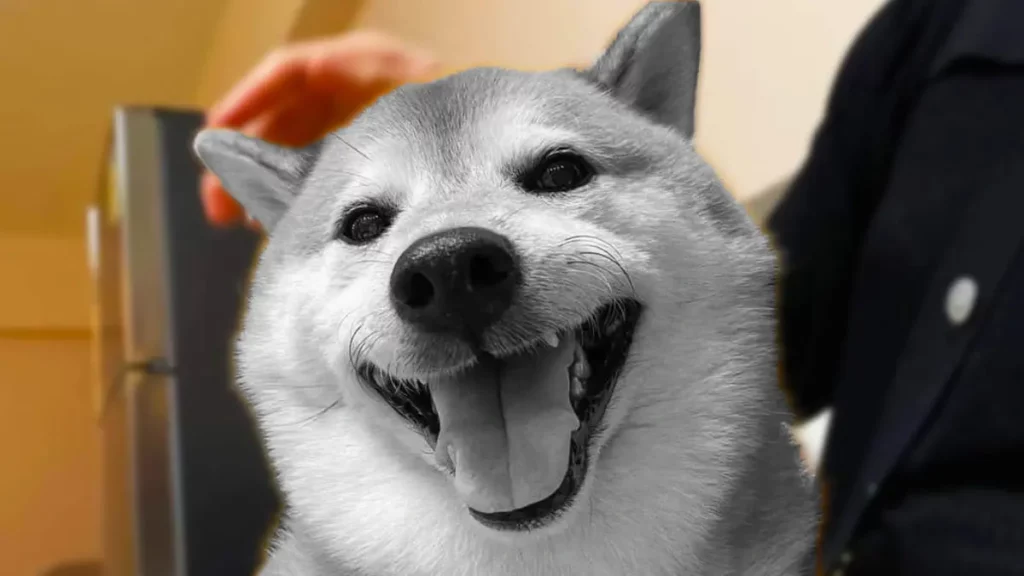Muere Cheems, el perrito de los memes