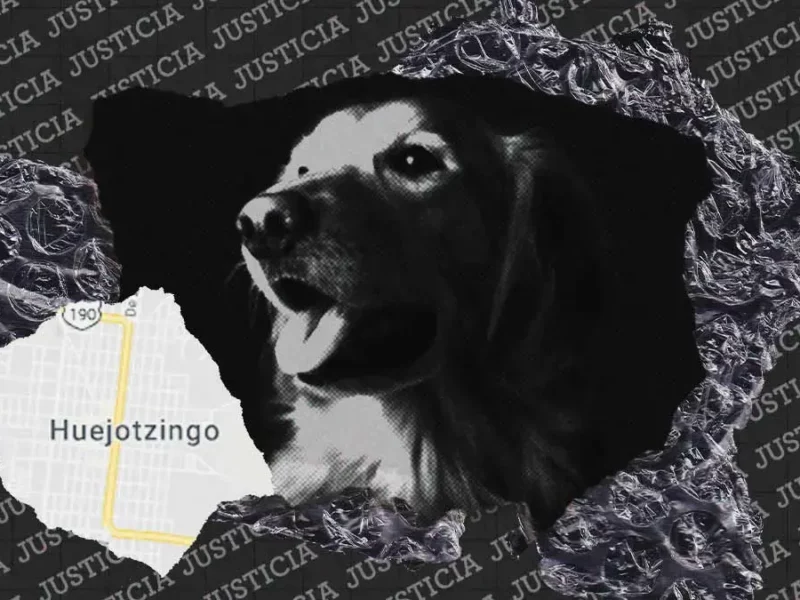 Exigirán justicia en Puebla para la perrita Enedina, maltratada en Huejotzingo