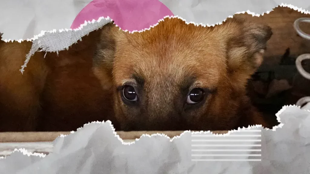 Ayuntamiento de Puebla ha recibido 315 denuncias por maltrato animal; 17% llegaron al MP.