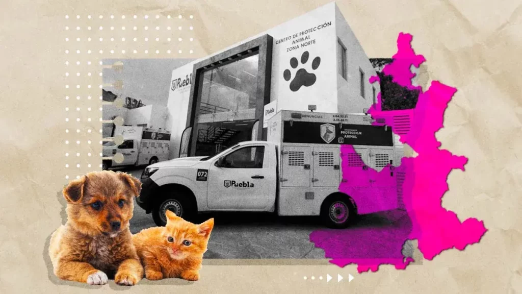 Gobierno de Puebla presenta iniciativa para crear Centros de Bienestar Animal en municipios
