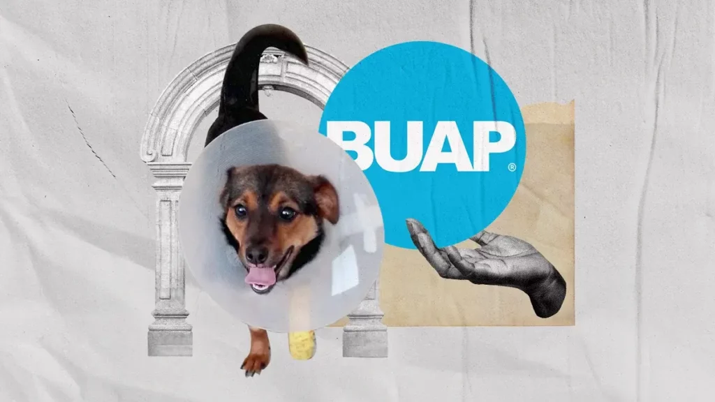 BUAP resguardará a perrita Enedina, víctima de maltrato, para su rehabilitación