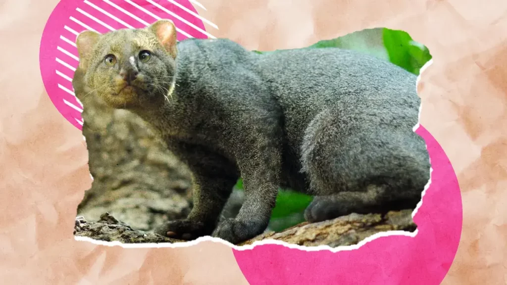 Jaguarundi es captado en el patio de una casa en Cholul, Yucatán.