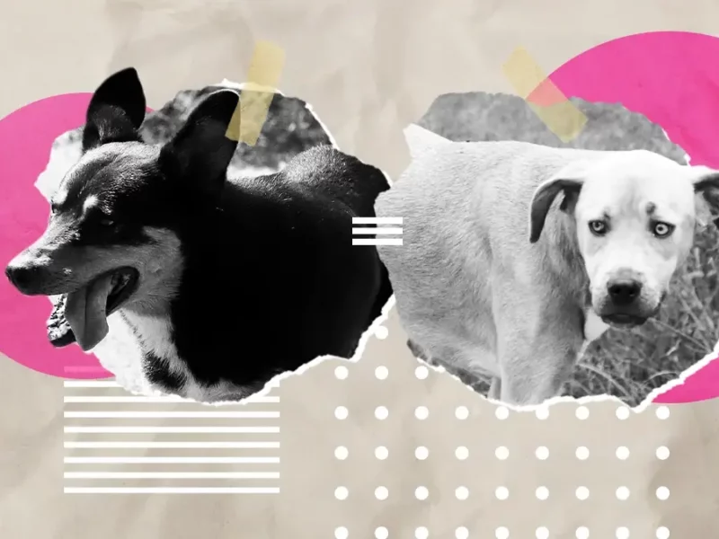 Dos perros fueron baleados por un vecino en Los Héroes en Puebla.