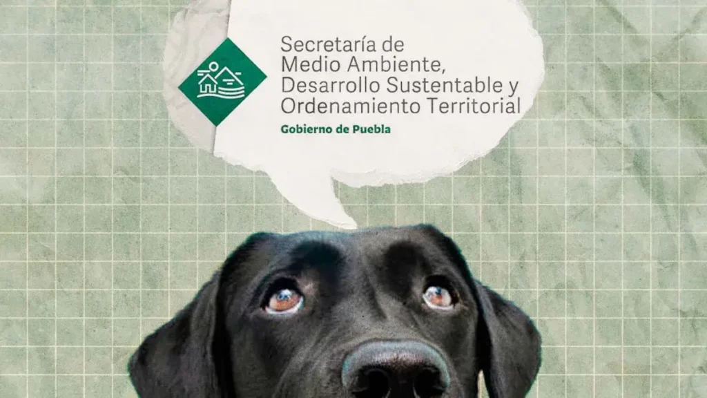 Medio Ambiente de Puebla desconoce envenenamiento de perros callejeros en Chignahuapan