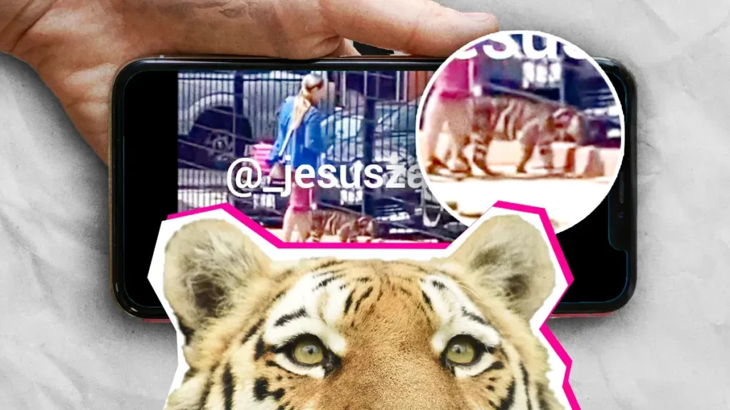 Captan a mujer paseando con un tigre en las calles de Puebla