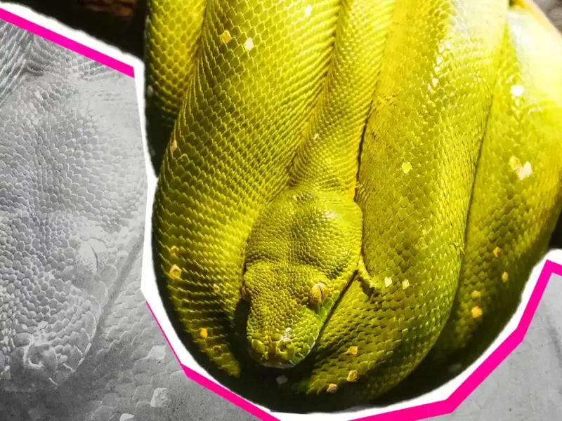 Tipos de serpiente que habitan en los recintos de Puebla