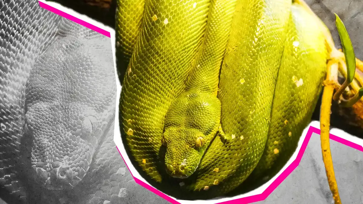 Tipos de serpiente que habitan en los recintos de Puebla