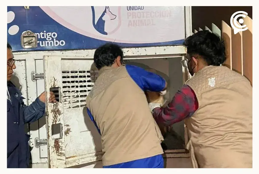 Rescatan a 10 perros por maltrato en Los Héroes en Puebla; había uno sin cabeza