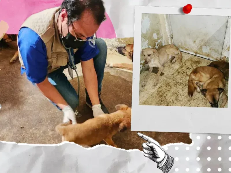 Rescatan a 10 perros por maltrato en Los Héroes en Puebla; había uno sin cabeza