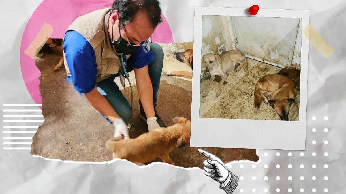 Rescatan a 10 perros por maltrato en Los Héroes en Puebla; había uno sin cabeza