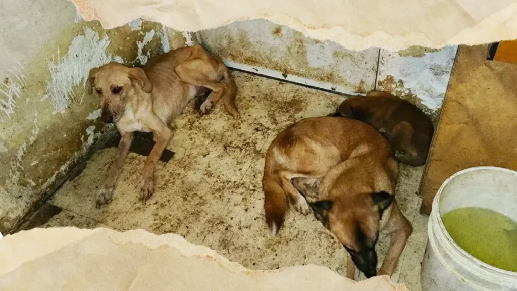 En dos años, Ayuntamiento de Puebla recibió 600 reportes de maltrato animal 